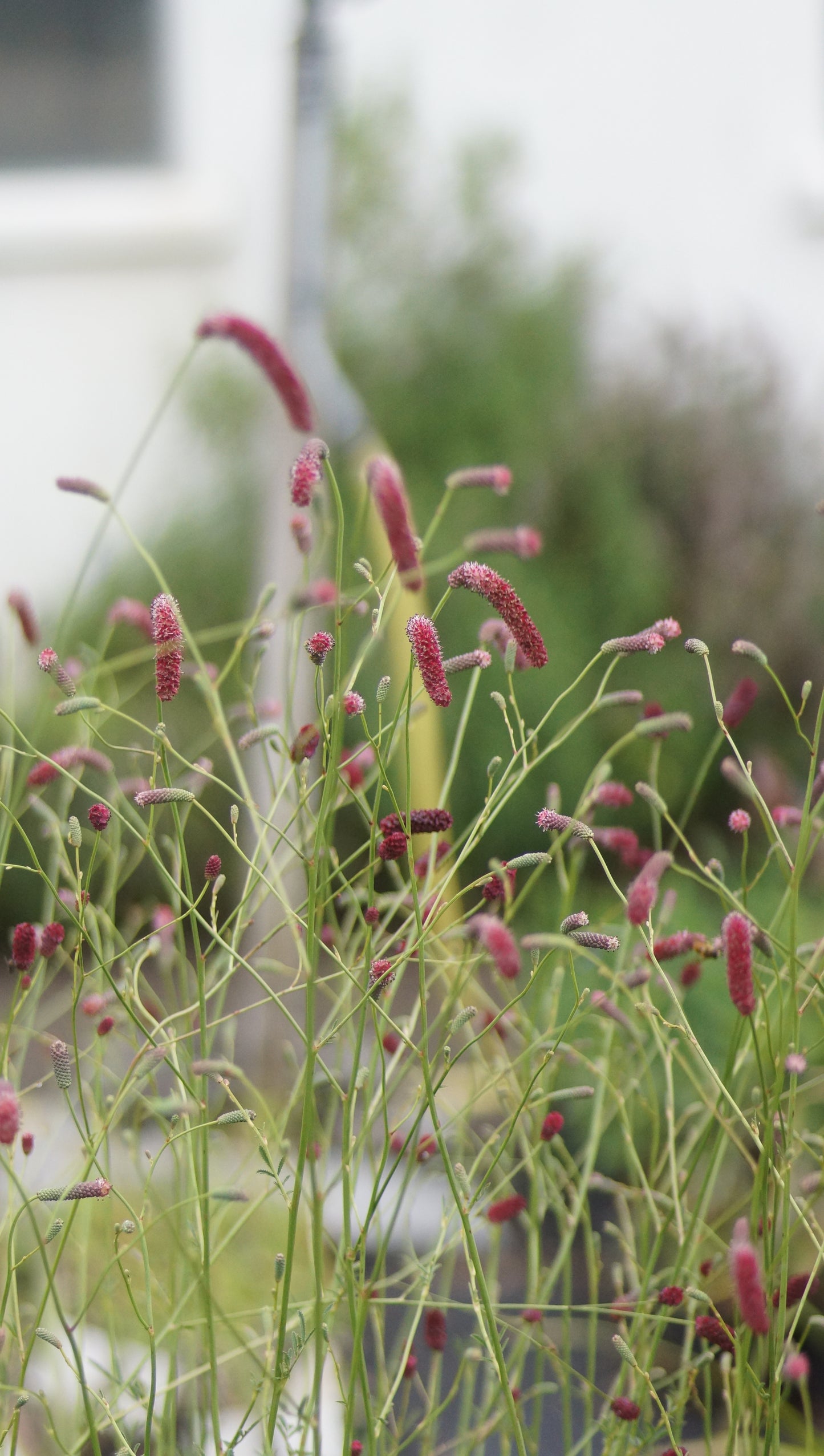Sanguisorba officinalis x tenuifolia 'Scapino' - Hoher Wiesenknopf