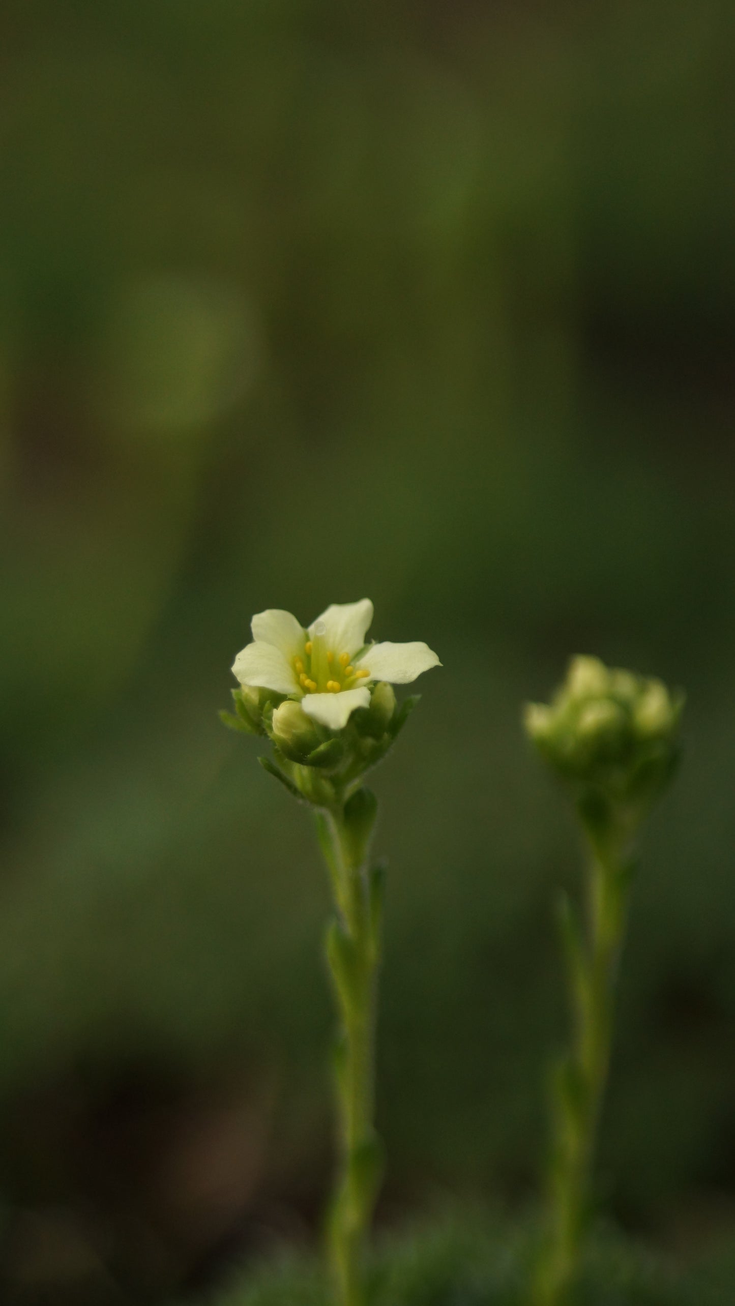 Saxifraga x apiculata 'Gregor Mendel' - Elfenbein-Steinbrech