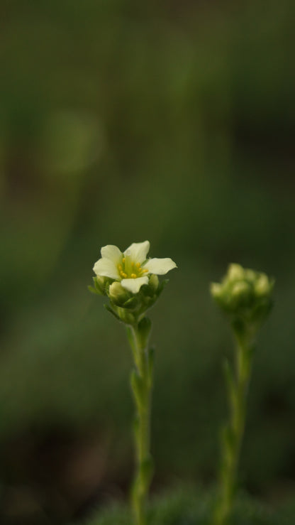 Saxifraga x apiculata 'Gregor Mendel' - Elfenbein-Steinbrech