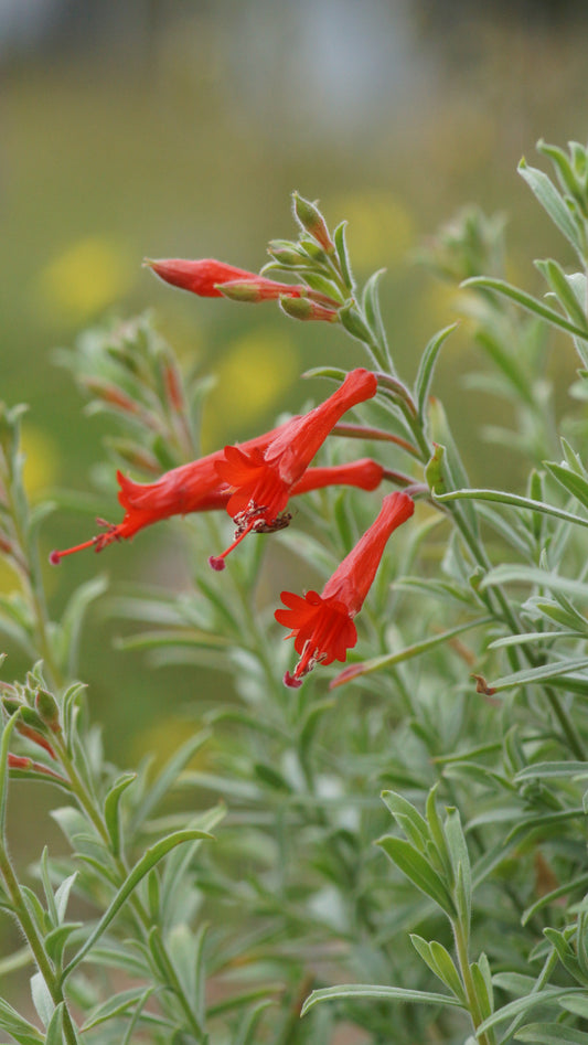Zauschneria californica - Kolibritrompete