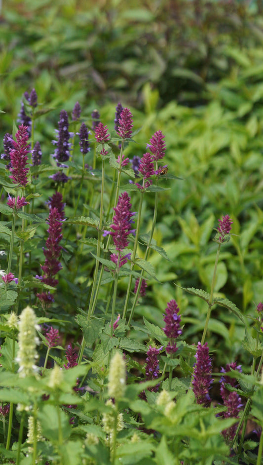 Agastache pallida x rugosa 'Globetrotter' - Duftnessel
