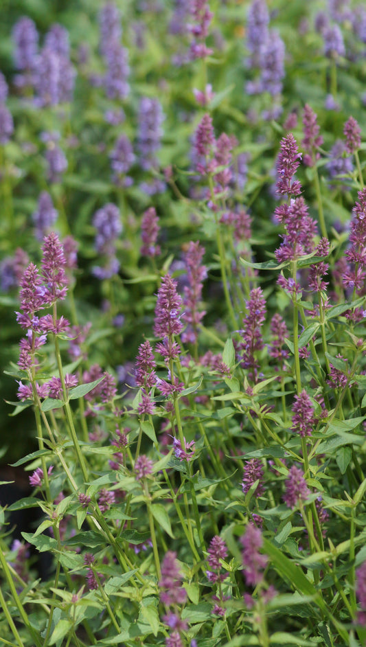 Agastache Hybride 'Ayala' - Duftnessel