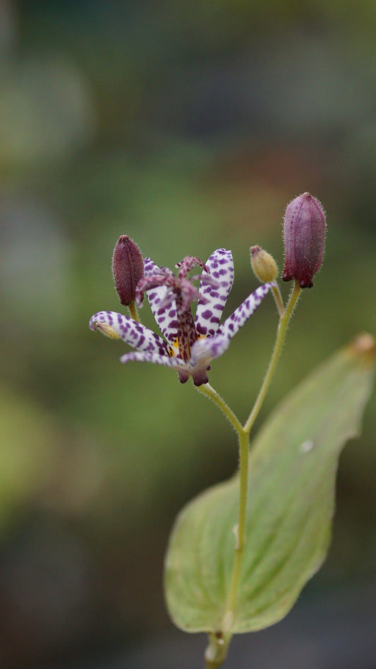 Tricyrtis formosana 'Variegata' - Krötenlilie
