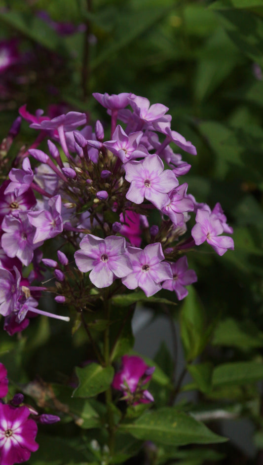 Phlox paniculata 'Ostinato' - Hoher Stauden-Phlox