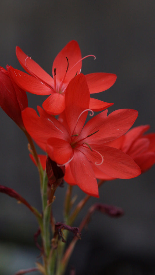 Schizostylis coccinea 'Major' (Syn. Hesperantha c. 'Major') - Sumpfspaltgriffel