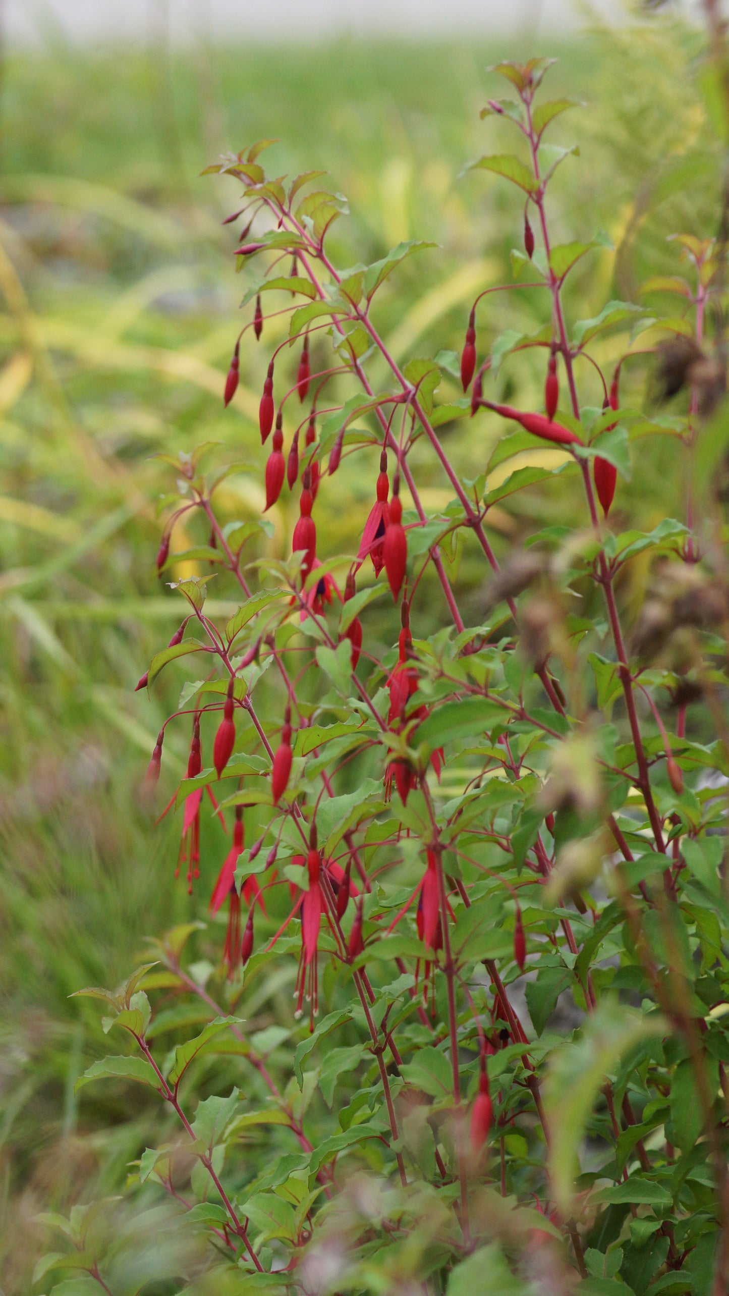 Fuchsia magellanica var. gracilis - Freiland-Fuchsie