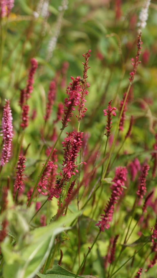 Persicaria amplexicaulis 'Taurus' - Kerzenknötrich