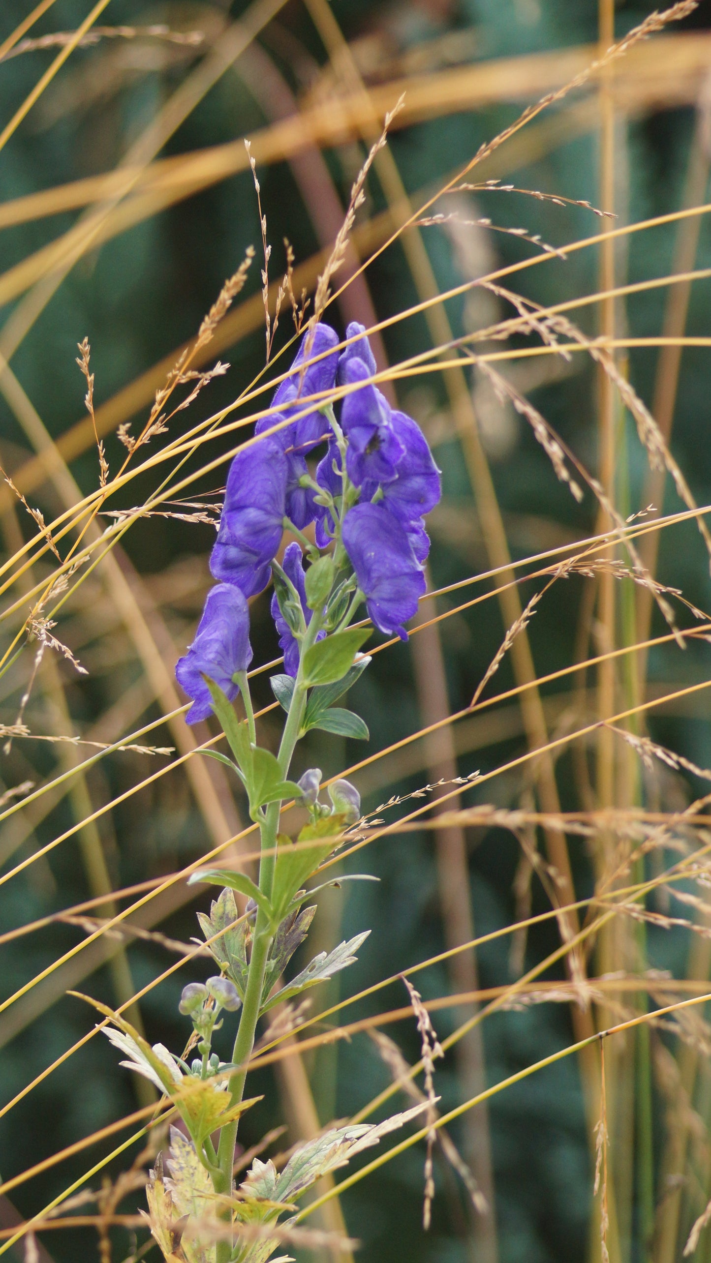 Aconitum carmichaelii 'Arendsii' - Herbst-Eisenhut