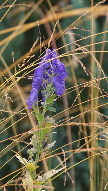 Aconitum carmichaelii 'Arendsii' - Herbst-Eisenhut