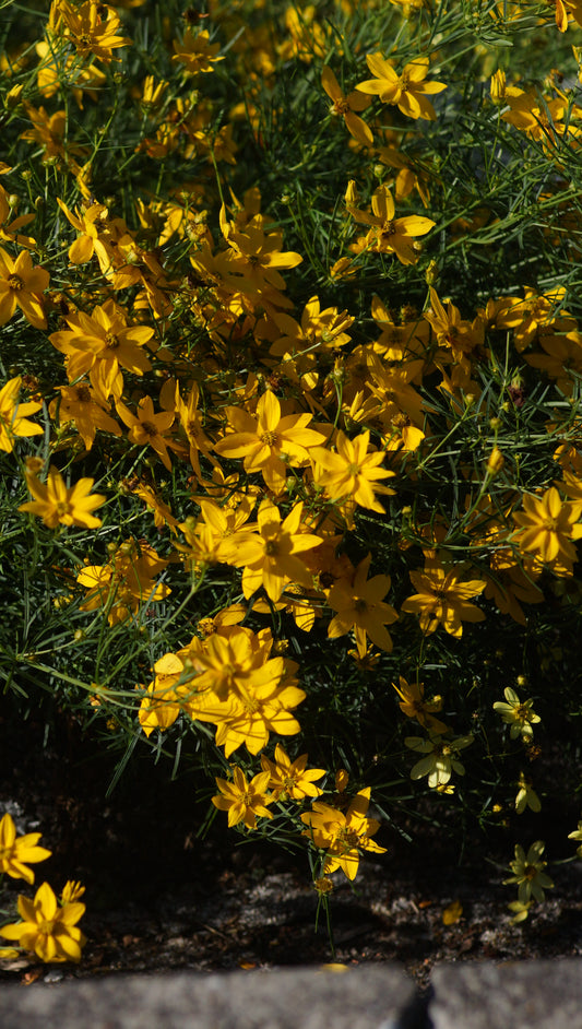 Coreopsis verticillata 'Grandiflora' - Quirlblättriges Mädchenauge