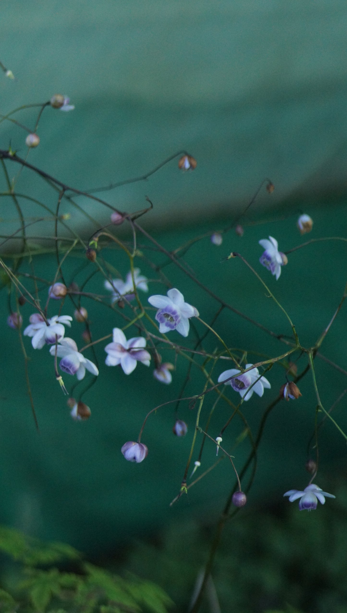 Anemonopsis macrophylla - Japan-Scheinanemone