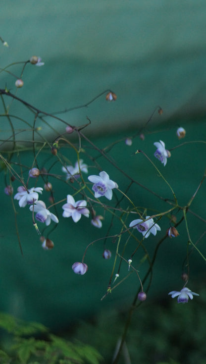 Anemonopsis macrophylla - Japan-Scheinanemone