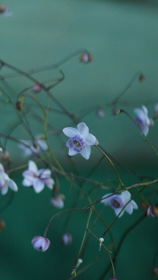 Anemonopsis macrophylla - Japan-Scheinanemone