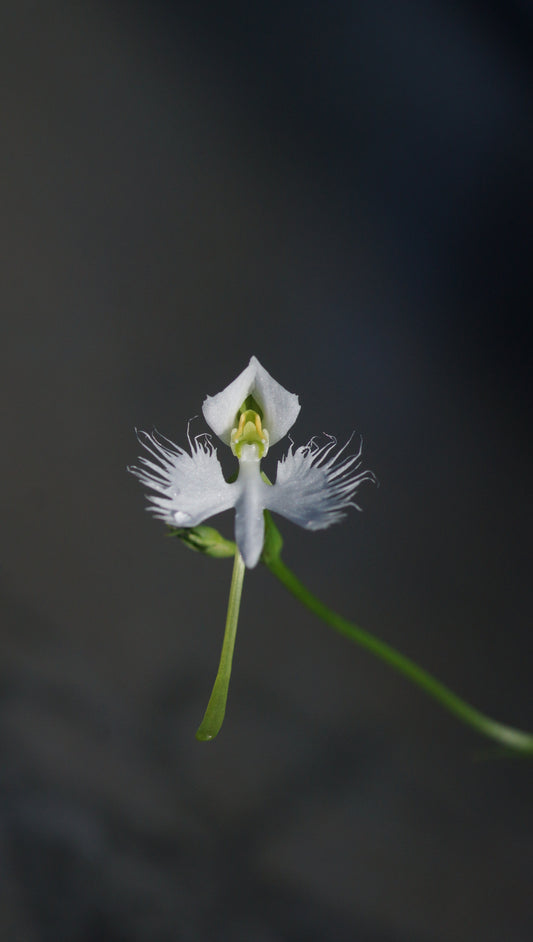 Habenaria radiata (Syn. Pecteilis radiata) - Japanische Reiherblume