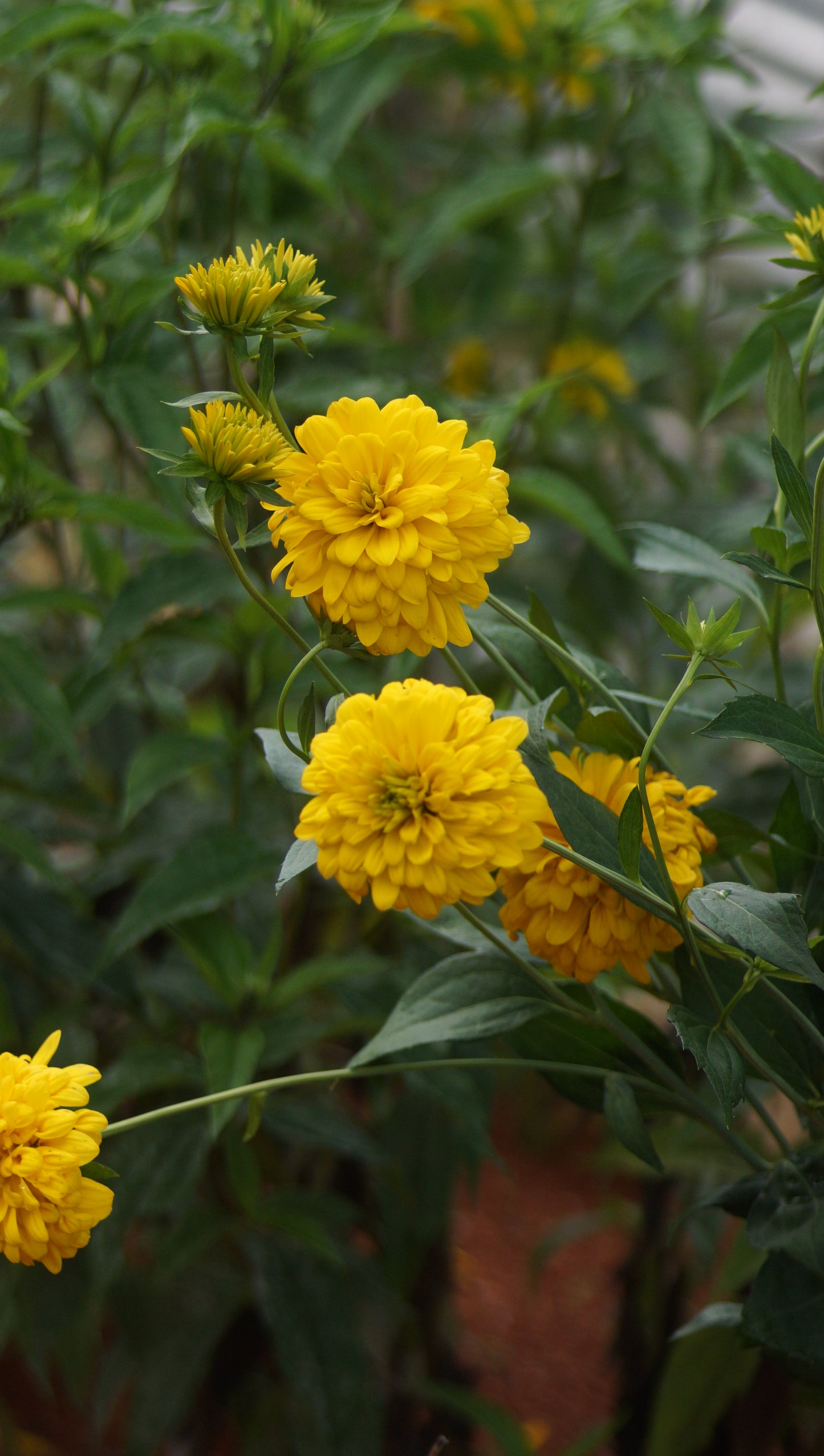 Rudbeckia nitida 'Supernova' - Gefüllte Fallschirm-Rudbeckie