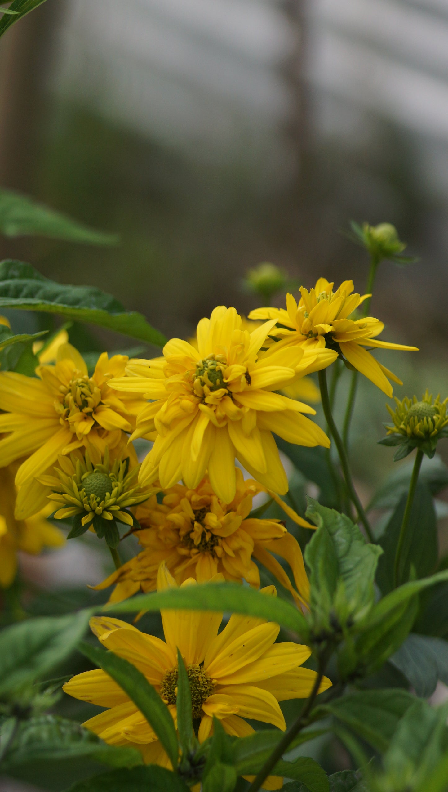 Rudbeckia nitida 'Tölzer Herbstzauber' - Gefüllte Fallschirm-Rudbeckie