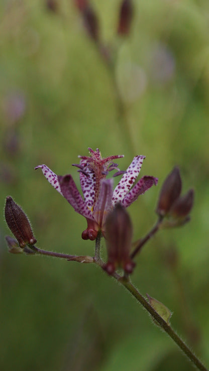 Tricyrtis hirta 'Shimone' - Borstige Krötenlilie