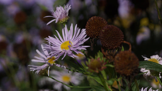 Boltonia asteroides 'Pink Beauty' - Sternwolkenaster