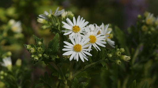 Aster ageratoides 'Ashvi' - Wild-Aster