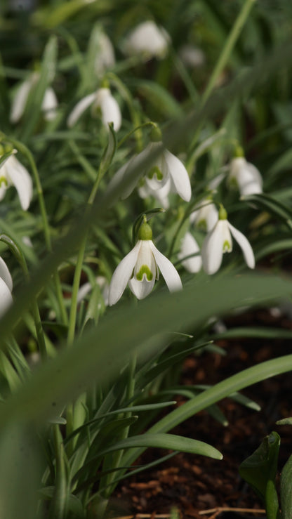 Galanthus nivalis -Kleines Schneeglöckchen