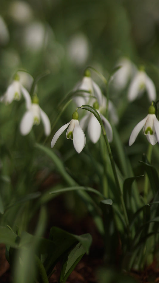 Galanthus nivalis -Kleines Schneeglöckchen