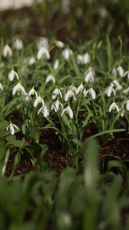 Galanthus nivalis -Kleines Schneeglöckchen