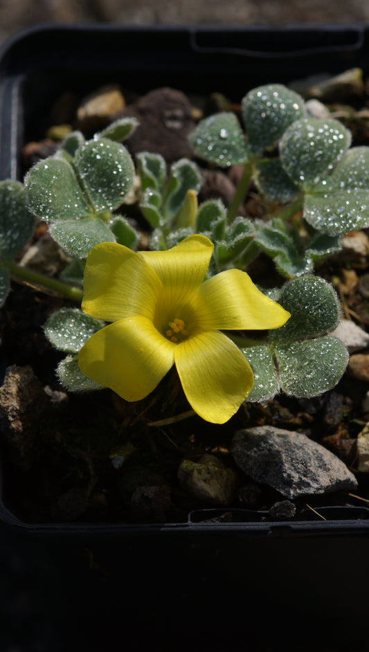 Oxalis melanosticta 'Ken Aslet' - Schwarzfleckiger Sauerklee