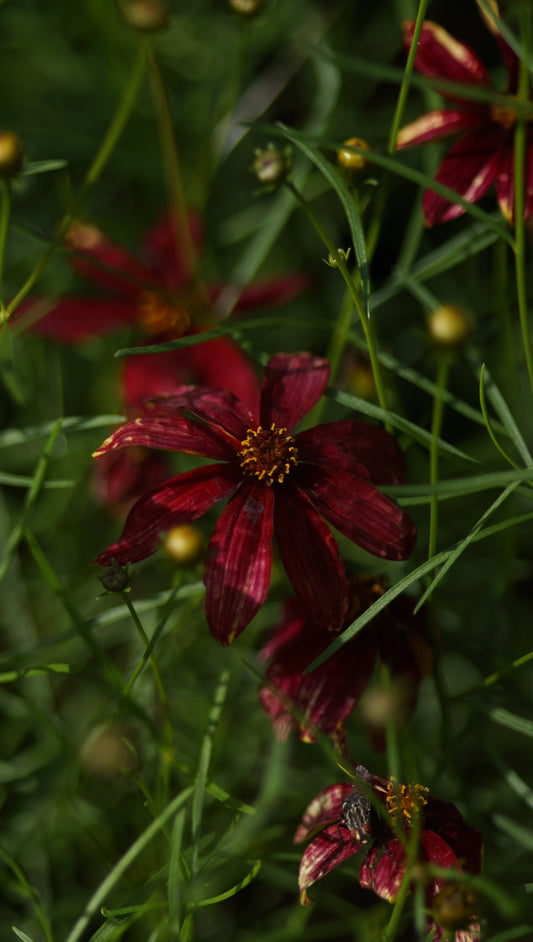 Coreopsis verticillata 'Route 66' - Quirlblättriges Mädchenauge