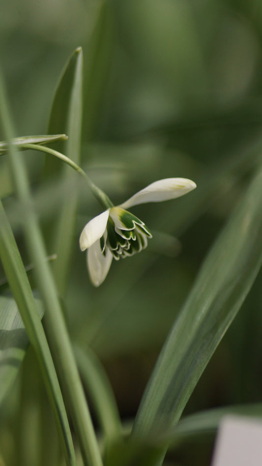 Galanthus Plicatus-Hybride 'Hippolyta' - Gefülltes Schneeglöckchen