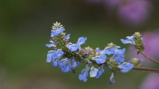 Salvia uliginosa - Moor-Salbei