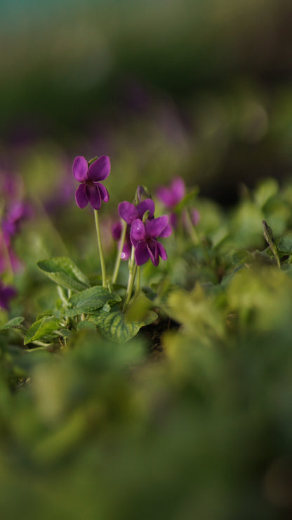 Viola odorata 'Red Charm' - Duft-Veilchen