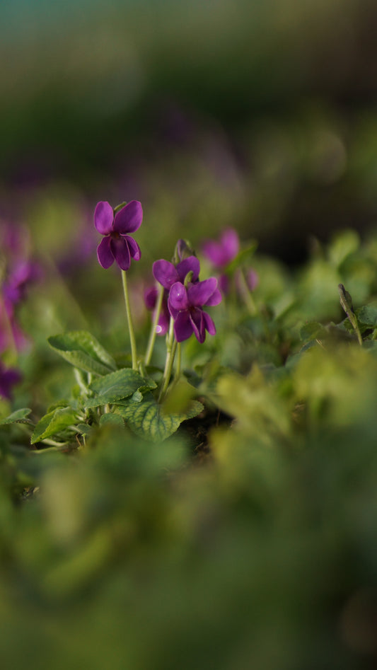 Viola odorata 'Red Charm' - Duft-Veilchen