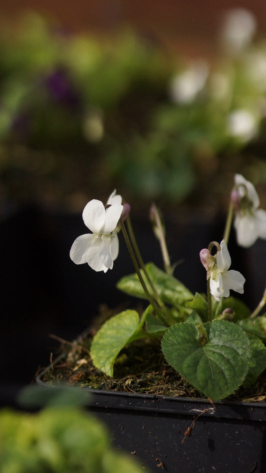 Viola odorata 'Royal Wedding' - Duft-Veilchen