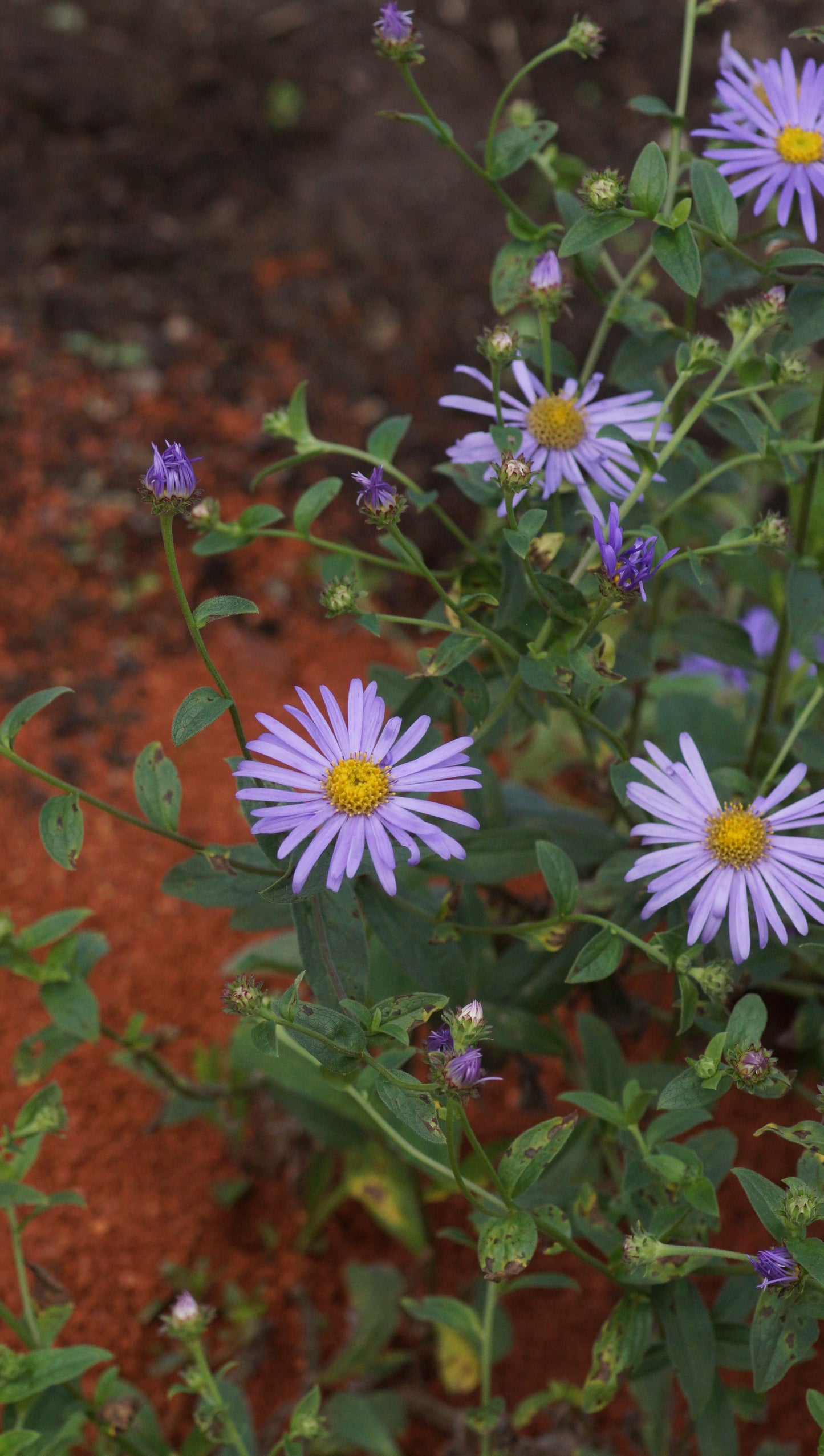Aster x frikartii 'Wunder von Stäfa' - Frikarts Aster
