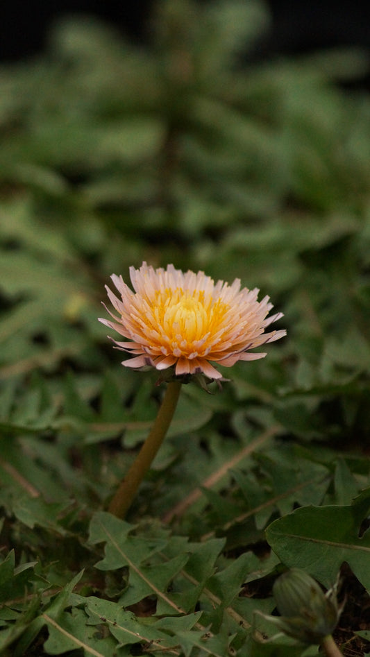 Taraxacum pseudoroseum - Rosa-Löwenzahn