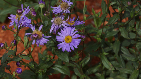 Aster x frikartii 'Jungfrau' - Frikarts Aster