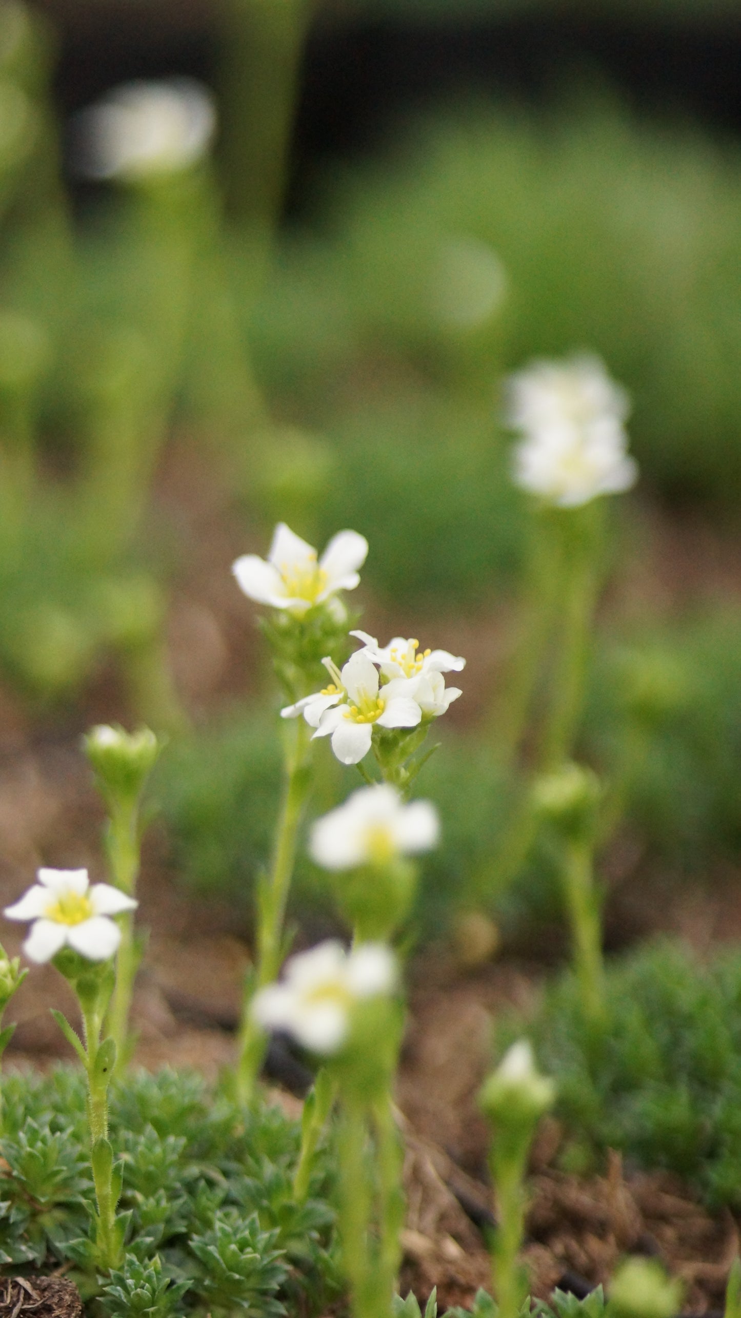 Saxifraga x apiculata 'Alba' - Elfenbein-Steinbrech