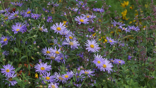 Aster x frikartii 'Mönch' - Frikarts Aster