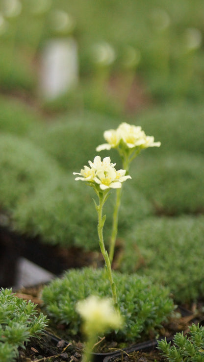 Saxifraga x apiculata 'Gregor Mendel' - Elfenbein-Steinbrech