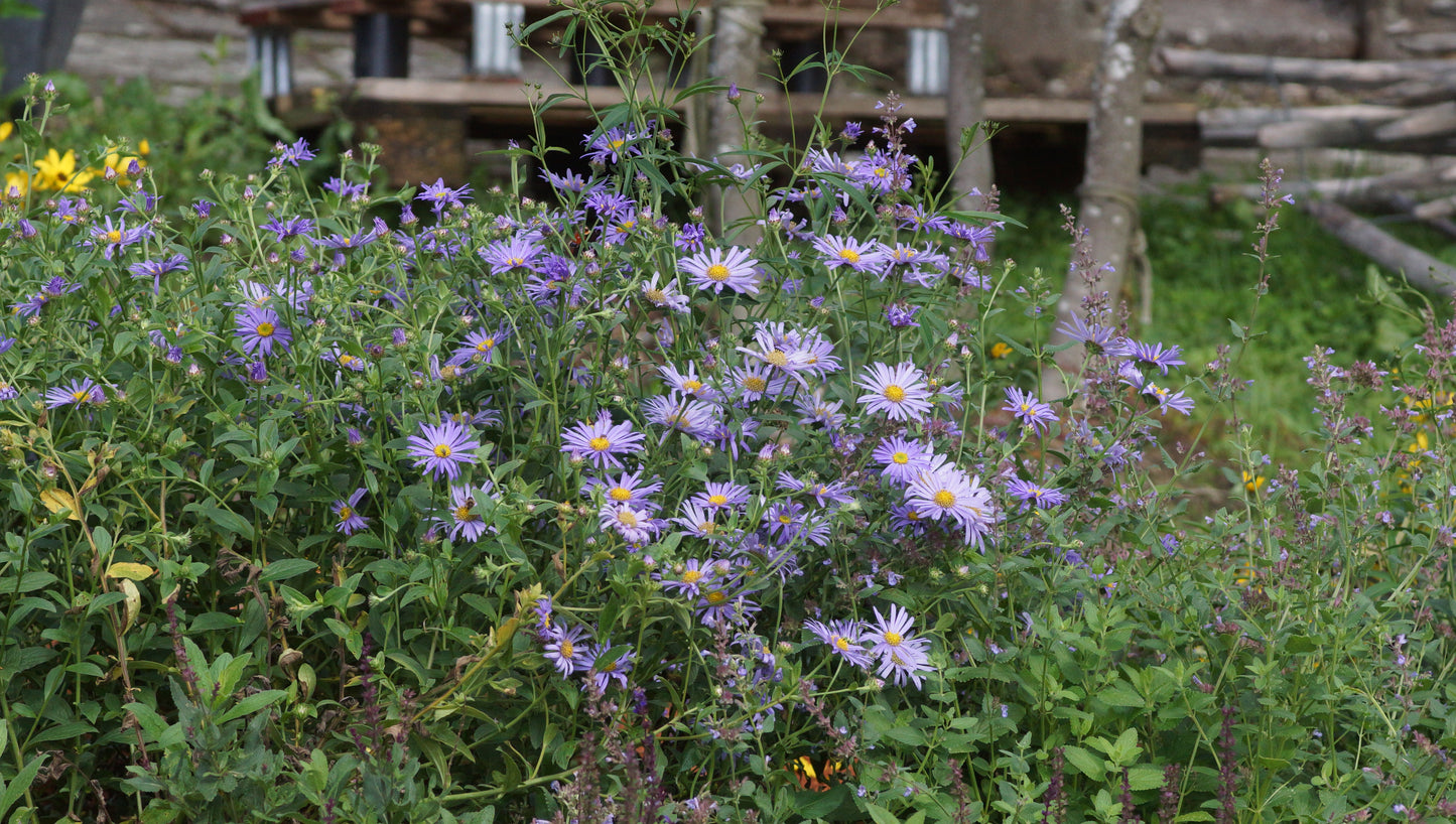 Aster x frikartii 'Mönch' - Frikarts Aster