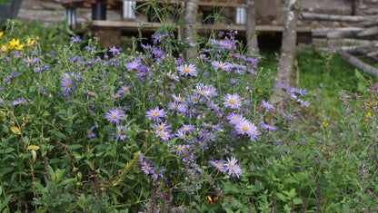 Aster x frikartii 'Mönch' - Frikarts Aster