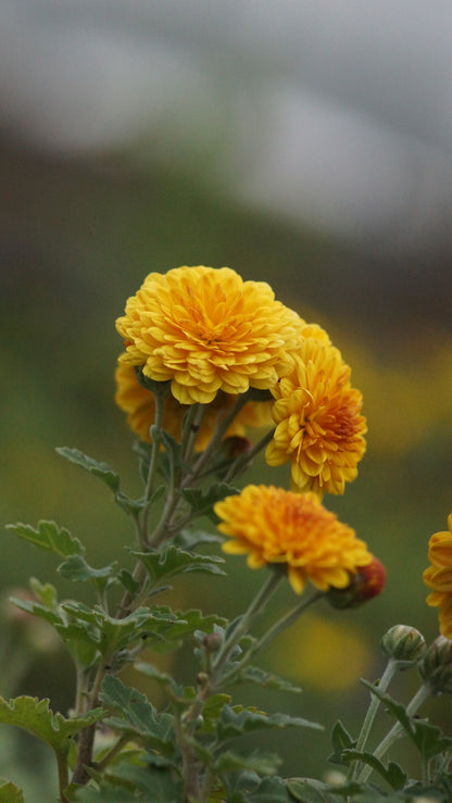 Chrysanthemum Indicum-Hybride 'Bienchen' - Herbst-Chrysantheme