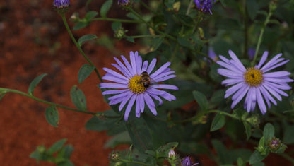Aster x frikartii 'Wunder von Stäfa' - Frikarts Aster