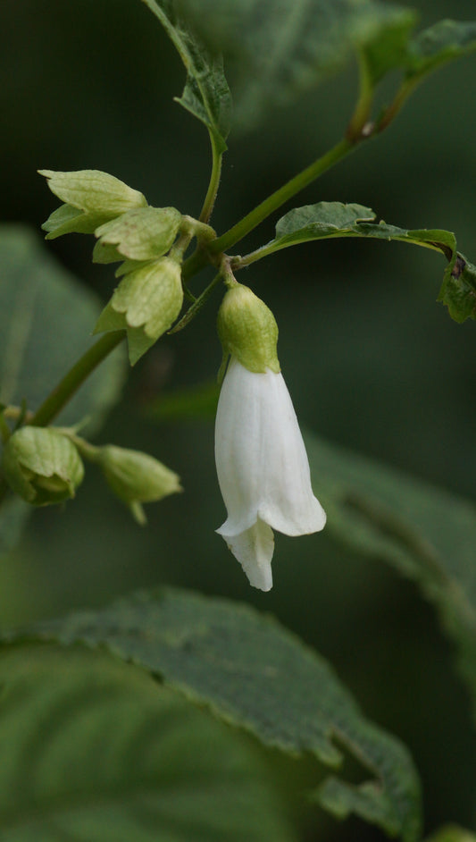 Chelonopsis moschata 'Alba' - Röhrennessel