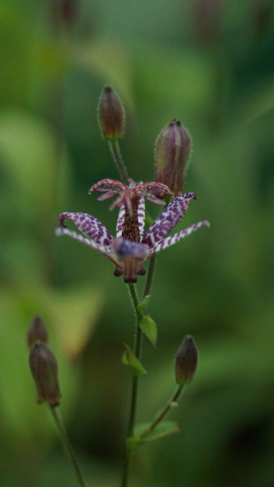 Tricyrtis hirta 'Blue Wonder' - Borstige Krötenlilie