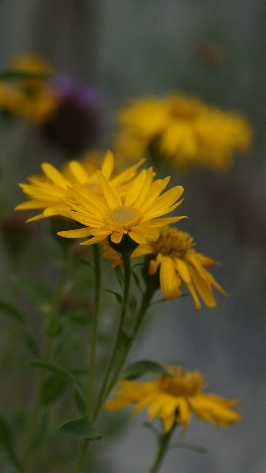 Heterotheca villosa 'Golden Sunshine' - Zottiges Goldauge