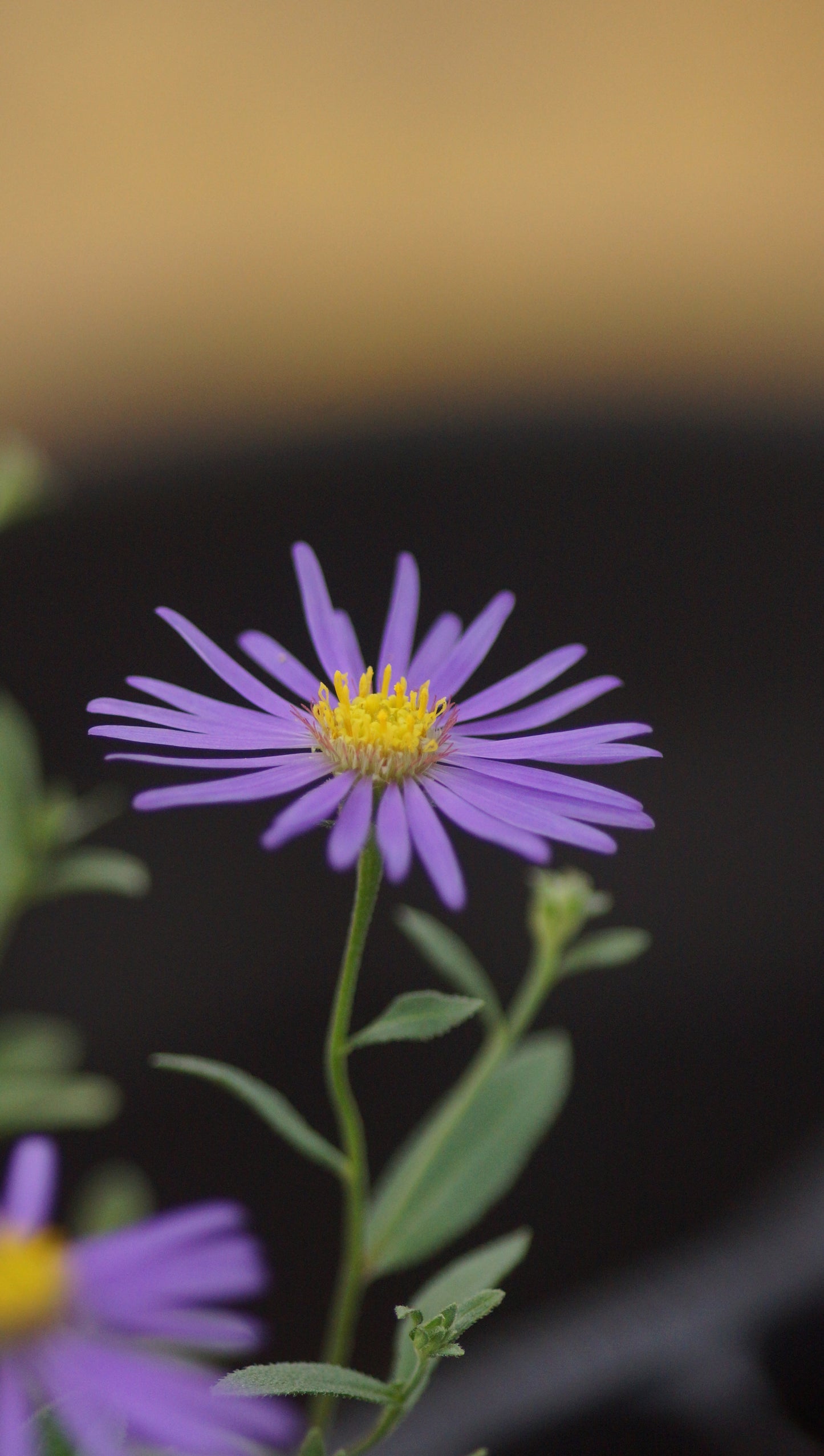 Aster amellus 'Sternkugel' - Berg-Aster