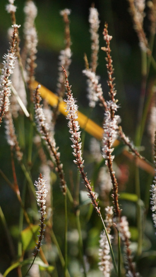Persicaria amplexicaulis 'Alba' - Kerzenknötrich
