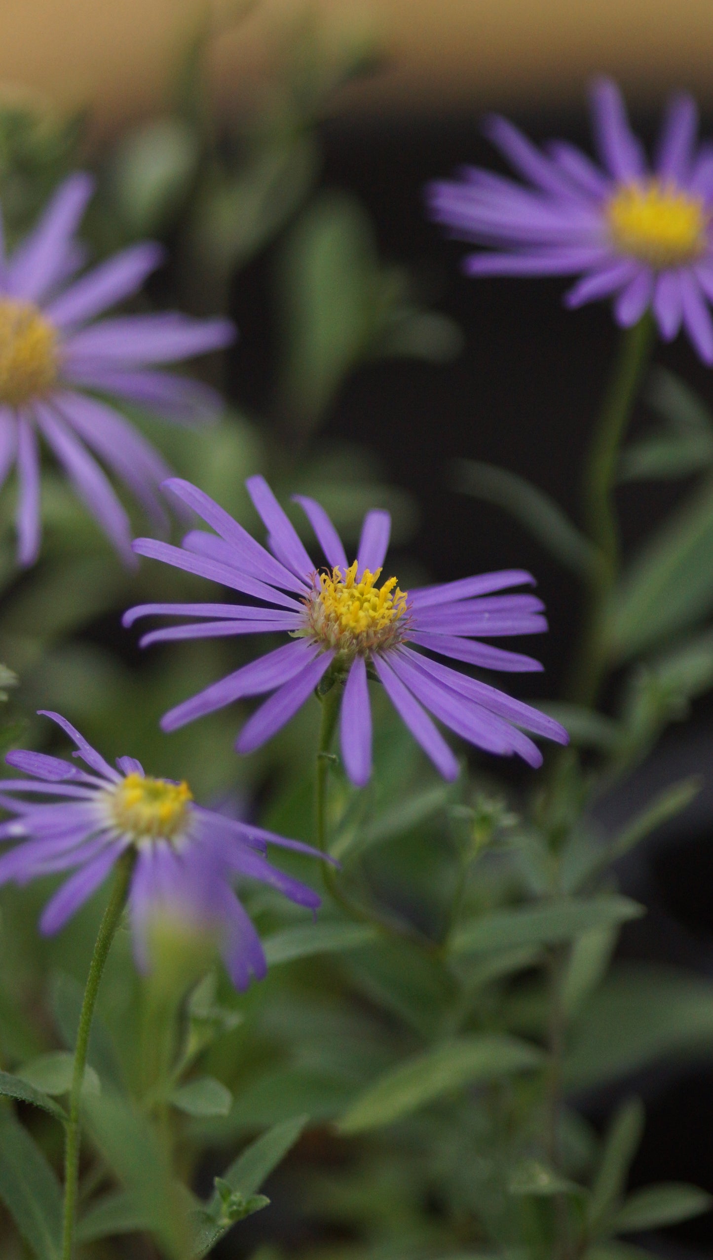 Aster amellus 'Sternkugel' - Berg-Aster