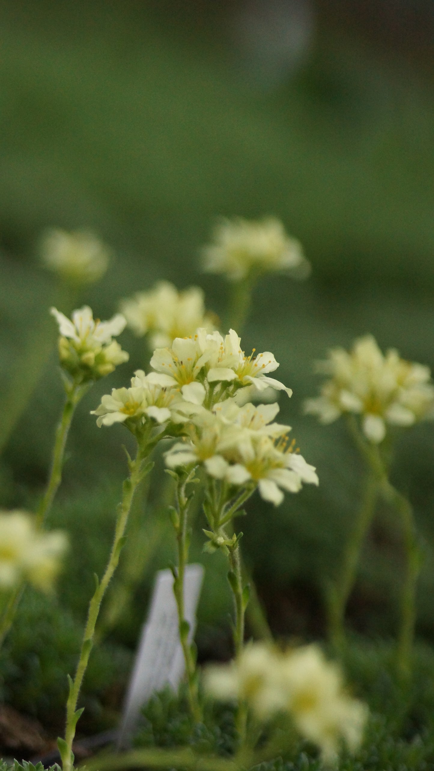 Saxifraga x apiculata 'Gregor Mendel' - Elfenbein-Steinbrech